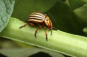 Colorado_potato_beetle wikicommons