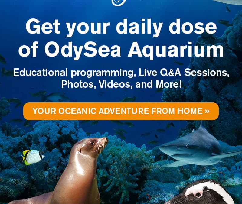 FB Live with OdySea Aquarium – Sea Lion Training!