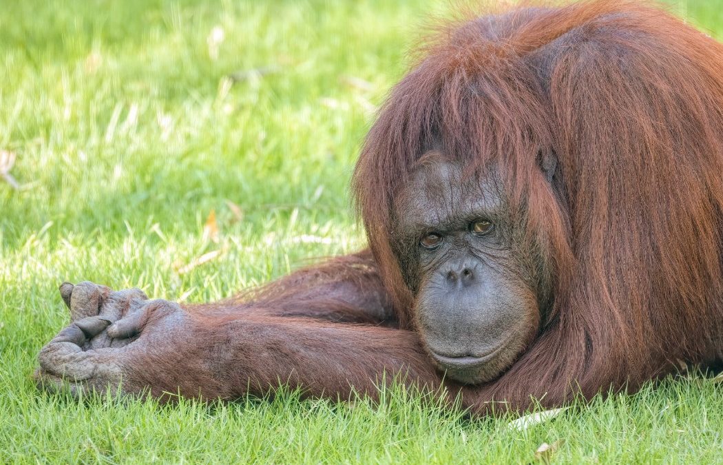 Project Orangutan: Zoo Crew Session Starts