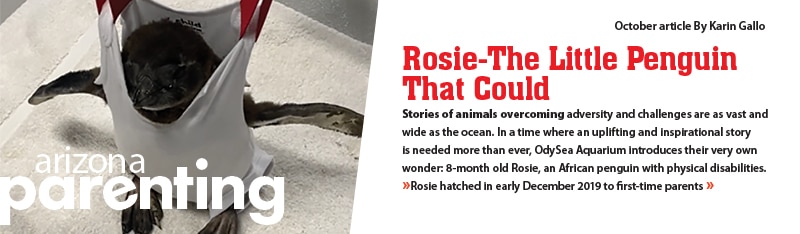 Rosie: The Little Penguin That Could at OdySea Aquarium