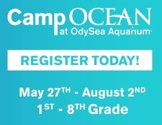 Camp Ocean at OdySea Aquarium