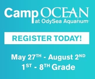 Camp Ocean at OdySea Aquarium